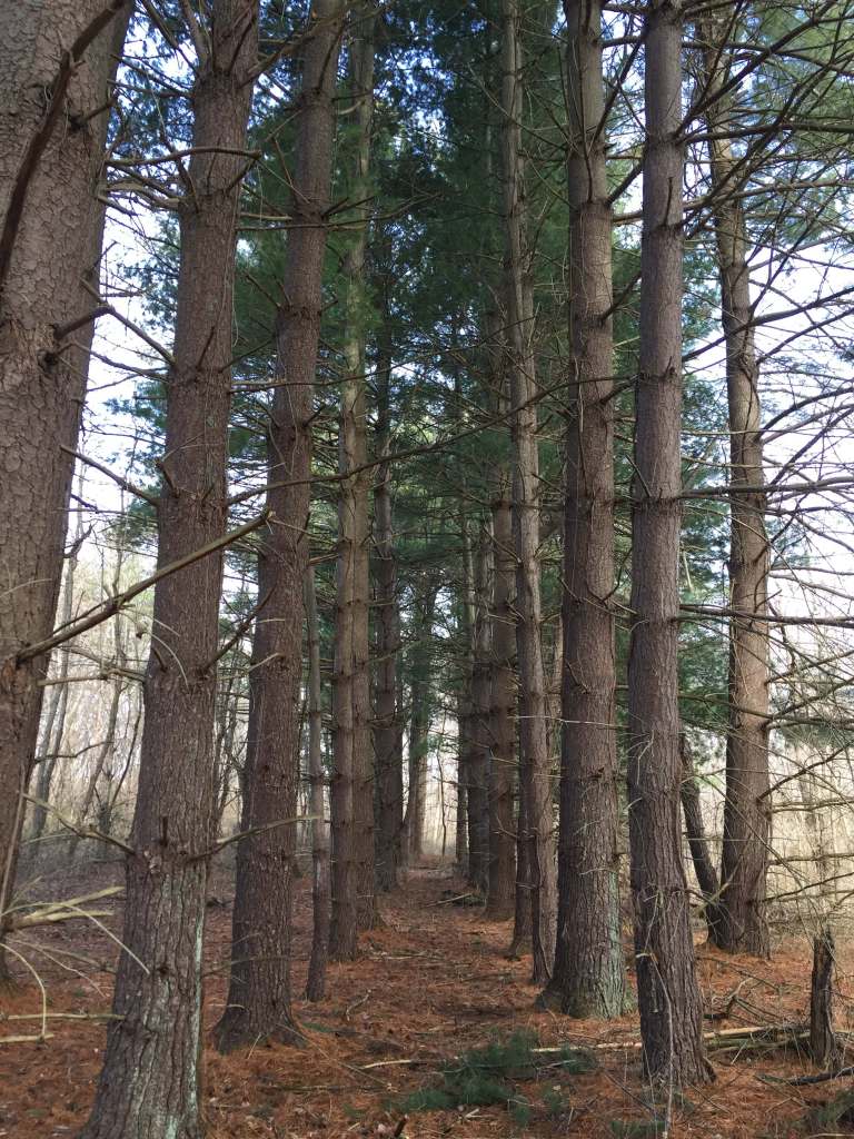 pine tree forest nowata farm