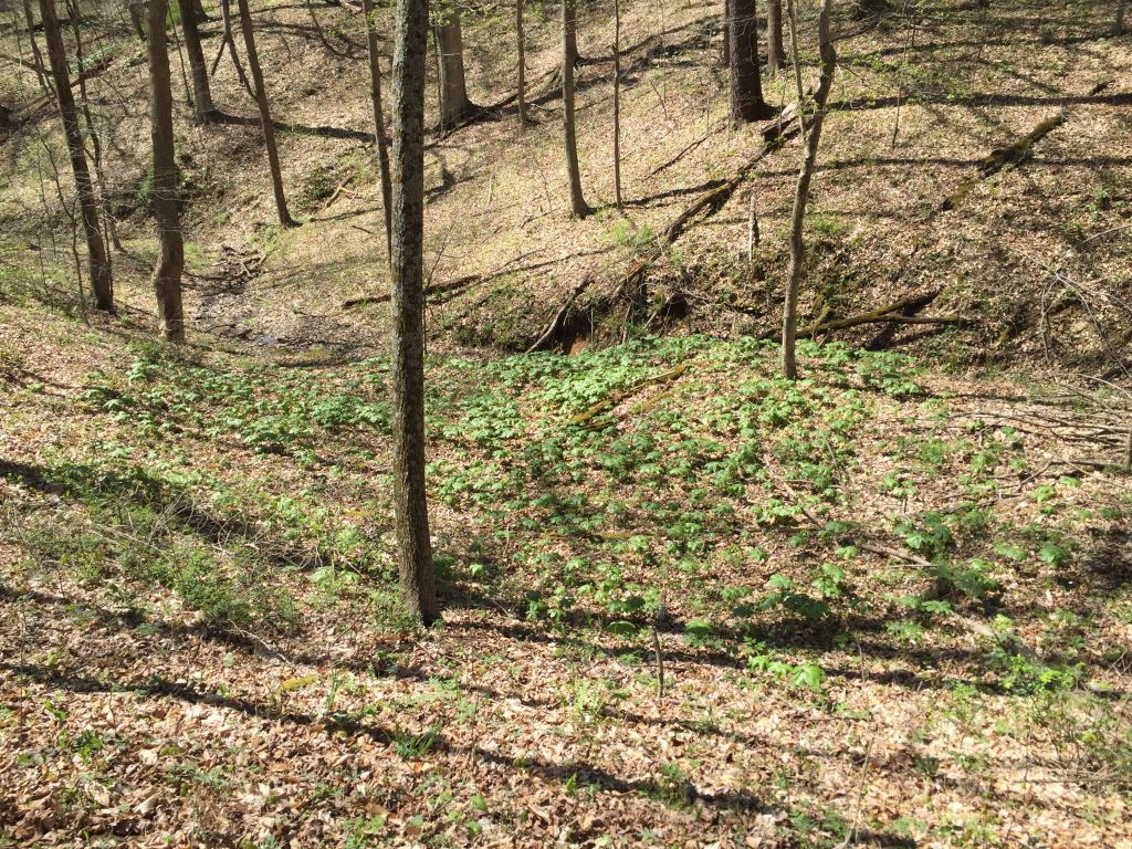 The seeds of a forest&nbsp;farm