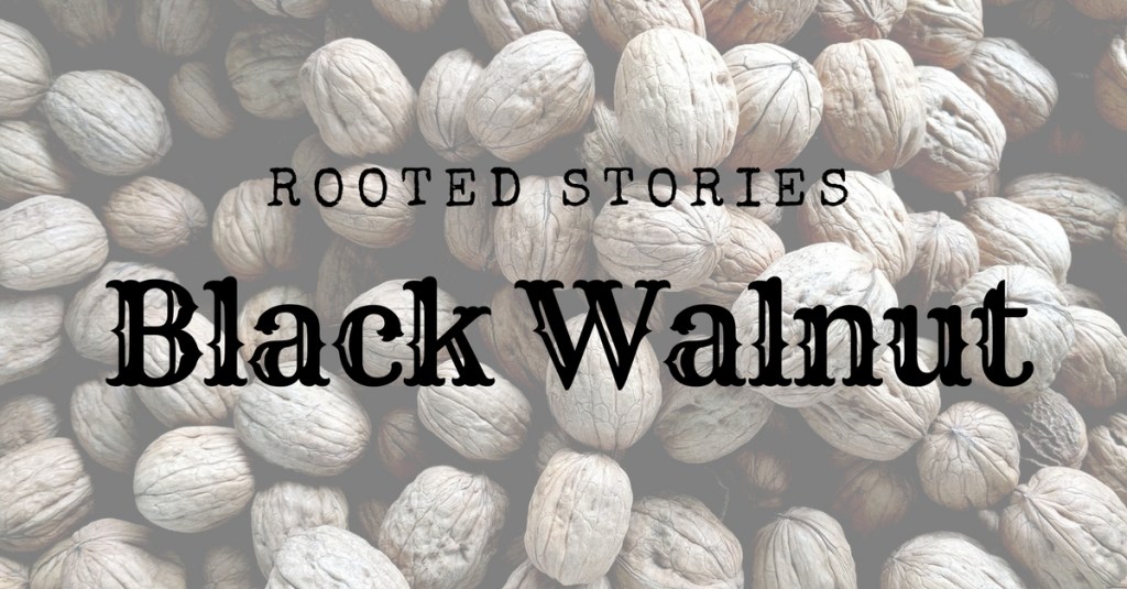 Rooted Stories: Black&nbsp;Walnut